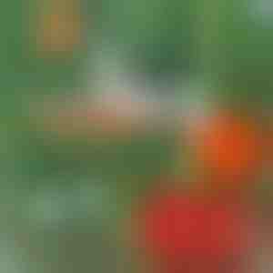 Profesionalna spajalica za biljke | PLANTBRAND