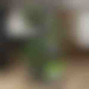 Stalak za posude za biljke | POTSTAGE